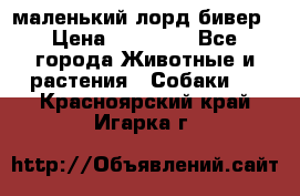 маленький лорд бивер › Цена ­ 10 000 - Все города Животные и растения » Собаки   . Красноярский край,Игарка г.